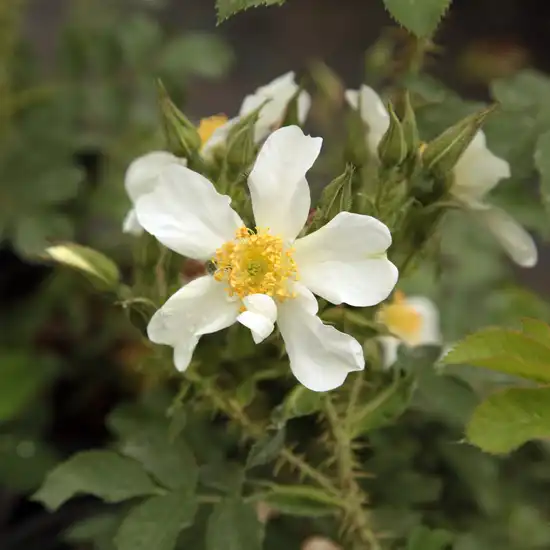 Rosa Paulii - alb - trandafir sălbatic